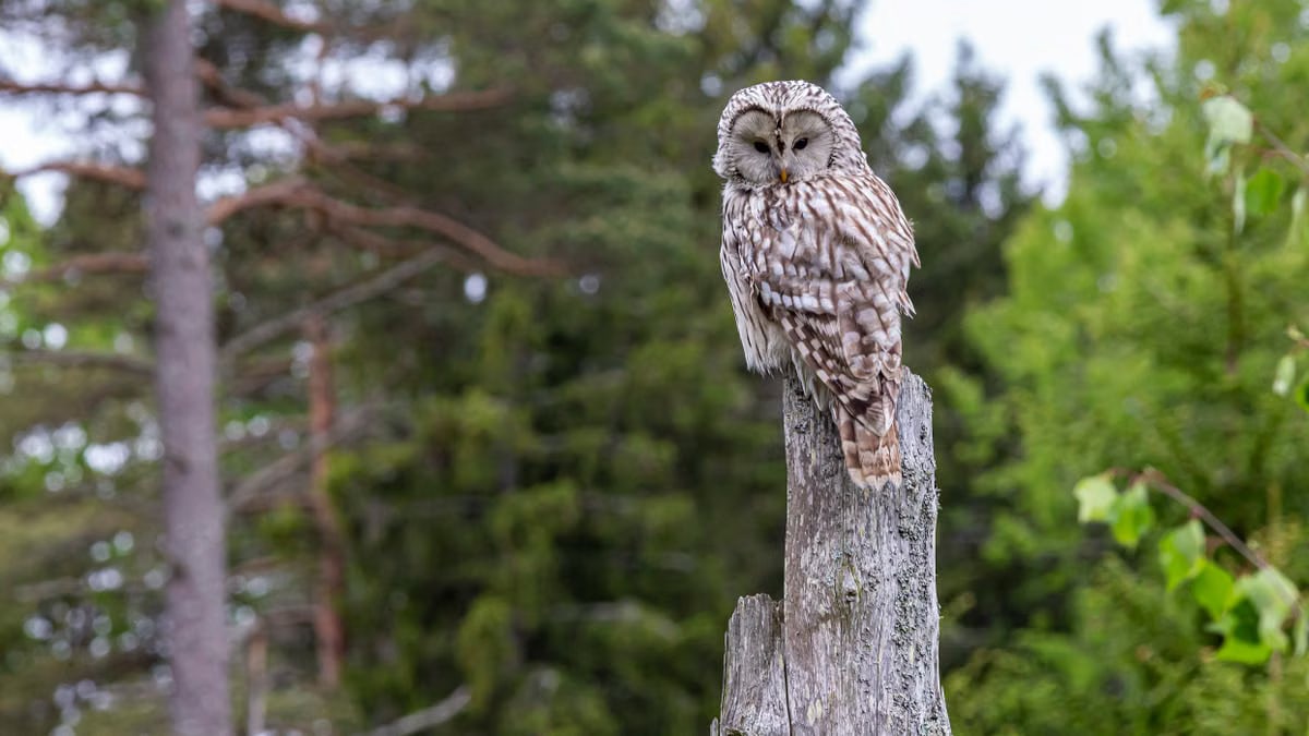 Kuidas luua tervislikke harjumusi